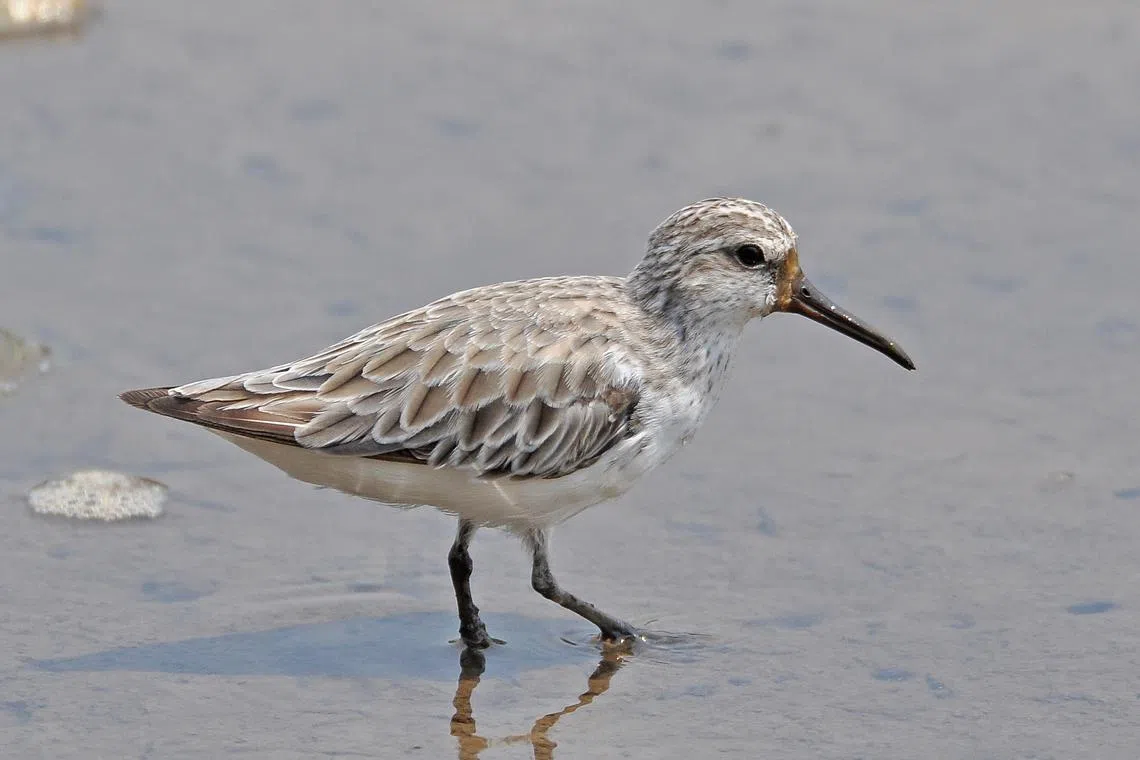 Broad-billed Sandpiper at Sungei Buloh Wetland Reserve.