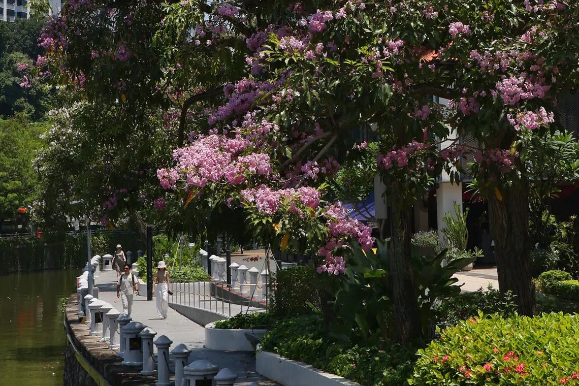 Trumpet trees bloom along Robertson Quay on Aug 22, 2024.