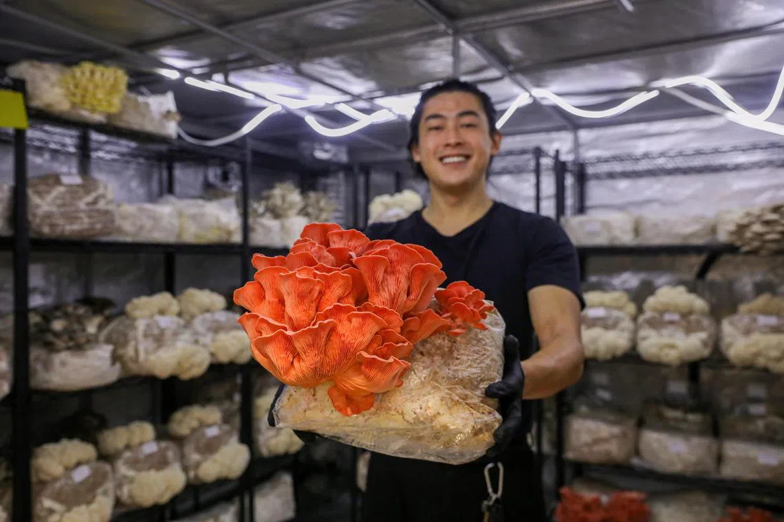 ST20240902_202446000489/hymushroom07/Luther Lau/Tan Hsueh Yun/ 
Mr Ryan Ong, 28, Chief Executive Officer of FOGO FUNGI carrying the Pink Oyster Mushroom that they grew in their facility. Taken at10 Tuas South Street 7