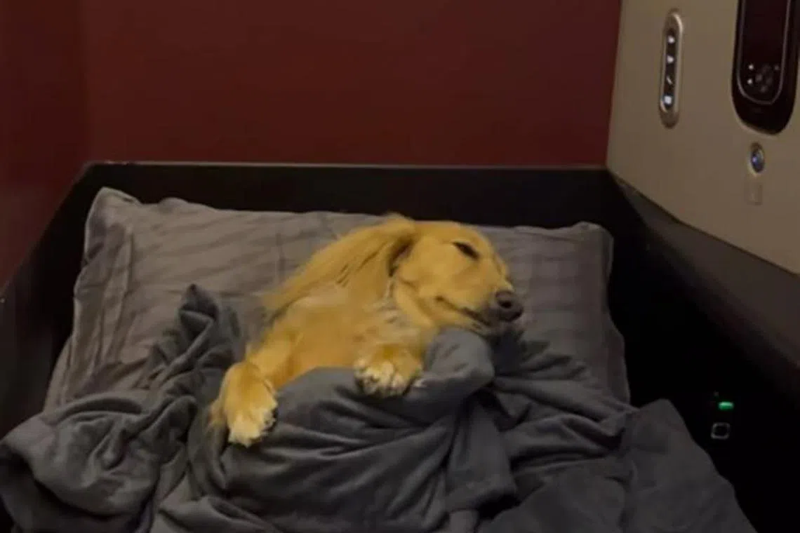 Fifi the miniature long-haired dachshund has become an Internet sensation after she was seen taking a business class flight.