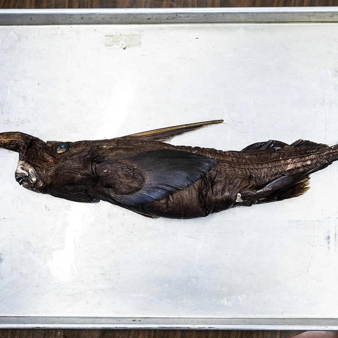 The newly discovered Costa Rican ghost shark (Rhinochimaera costaricana) marks the only such species “known for the Central American coast”.