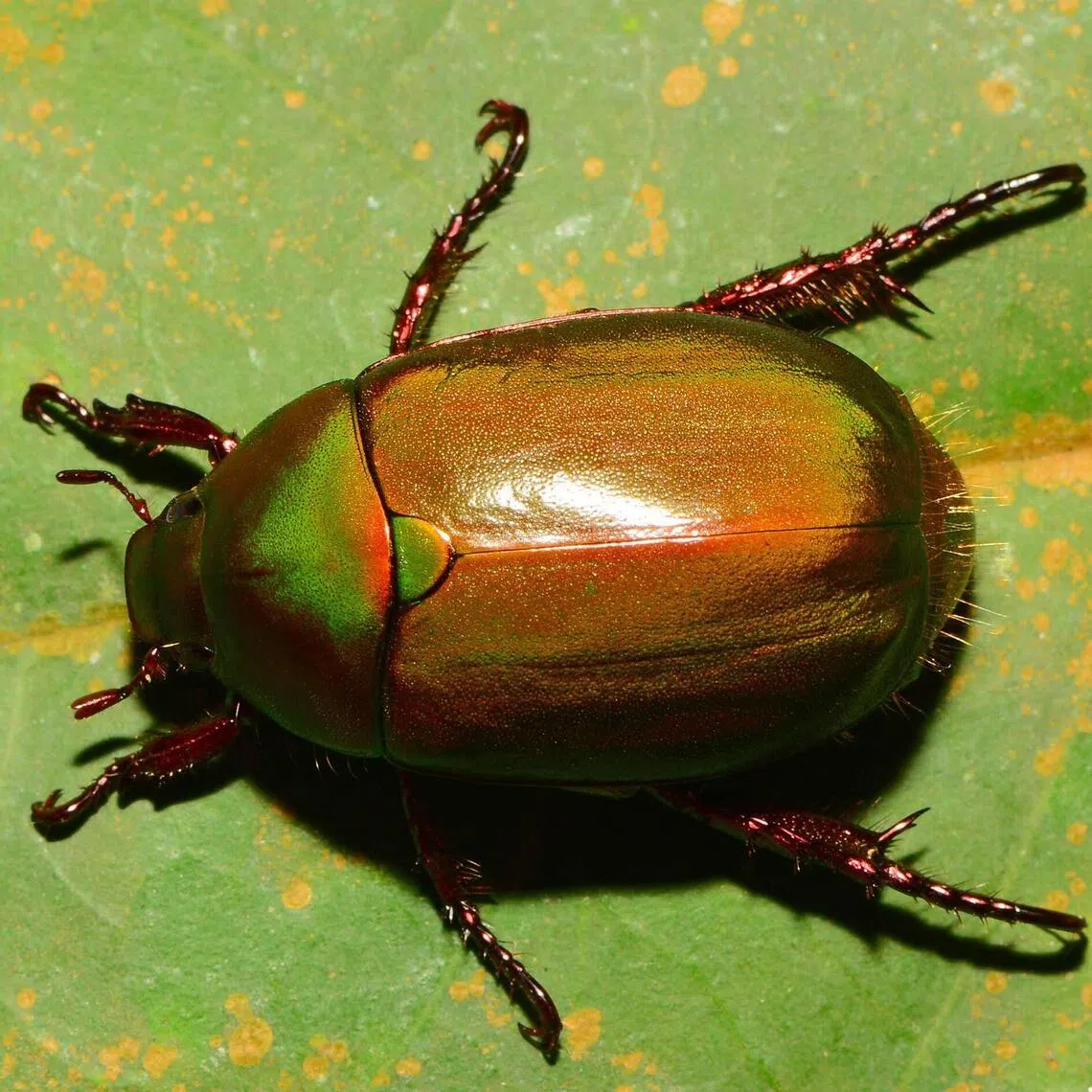 The Anomala sp. aff. matricula was uncovered during a survey of Pulau Ubin between 2018 and 2021.