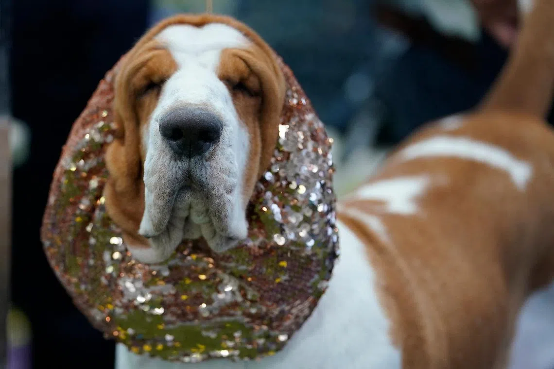 Basset Hounds in the benching area during the Annual Westminster Kennel Club Dog Show judging of Hound, Toy, Non-Sporting and Herding breeds and Junior Showmanship at the Arthur Ashe Stadium in New York City on May 8, 2023. 