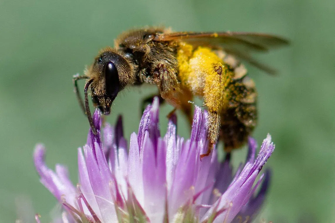 The pesticide acetamiprid has been branded "a bee killer" and was banned in France in 2018, although it remains legal within the EU.