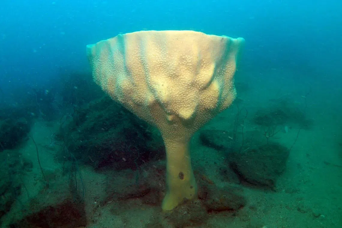 aqneptune29 - Thought to be extinct for close to a century, its rediscovery in Singapore’s waters represented the first documented visual observation of the species.



Credit: Jeffrey Low