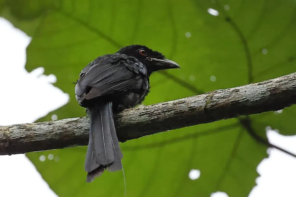 A Greater Racket-tailed Drongo perching on a tree.
