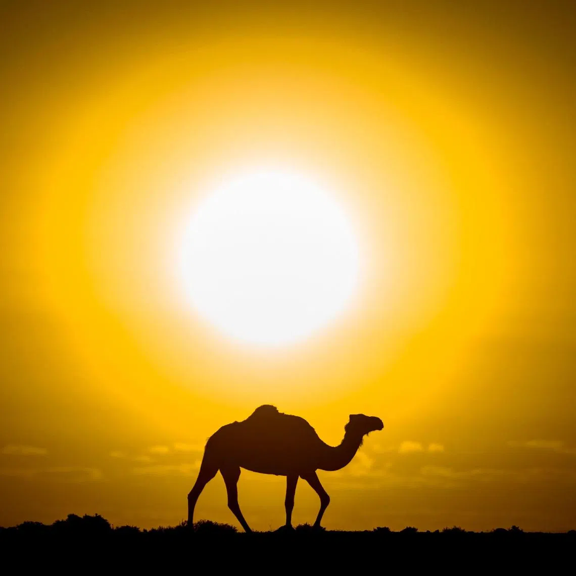 (FILES) A camel is silhouetted against the setting sun in the desert near Dakhla in Morocco-administered Western Sahara, on October 13, 2019. (Photo by FADEL SENNA / AFP)