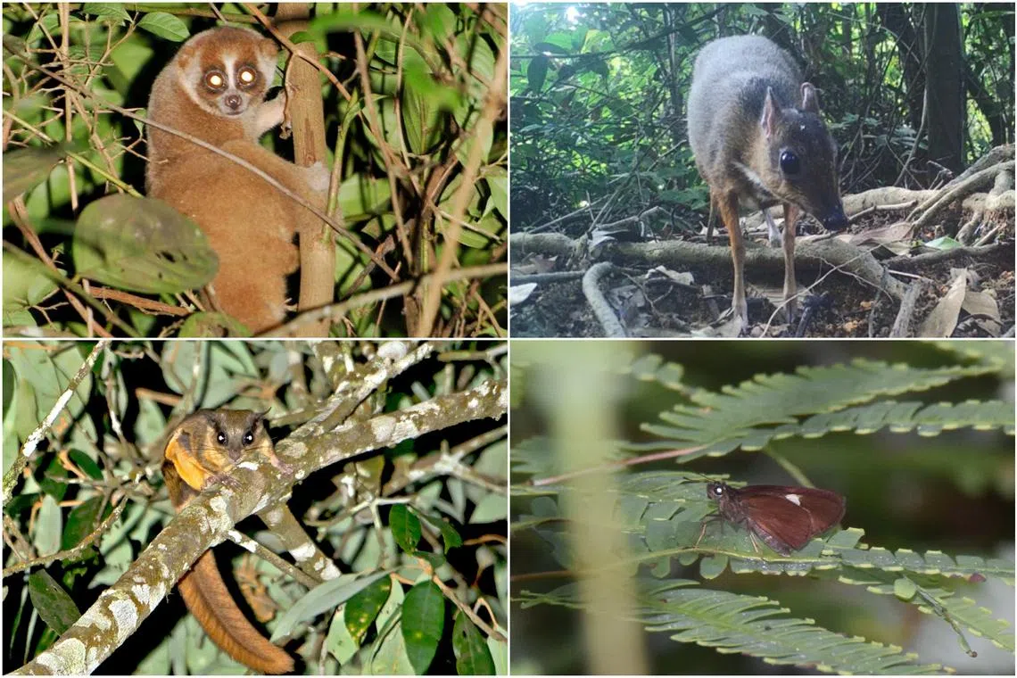Species seen at the Eco-Link@BKE include (clockwise from top left) the Sunda slow loris, lesser mousedeer, dubious bar flitter and Horsfield’s flying squirrel.