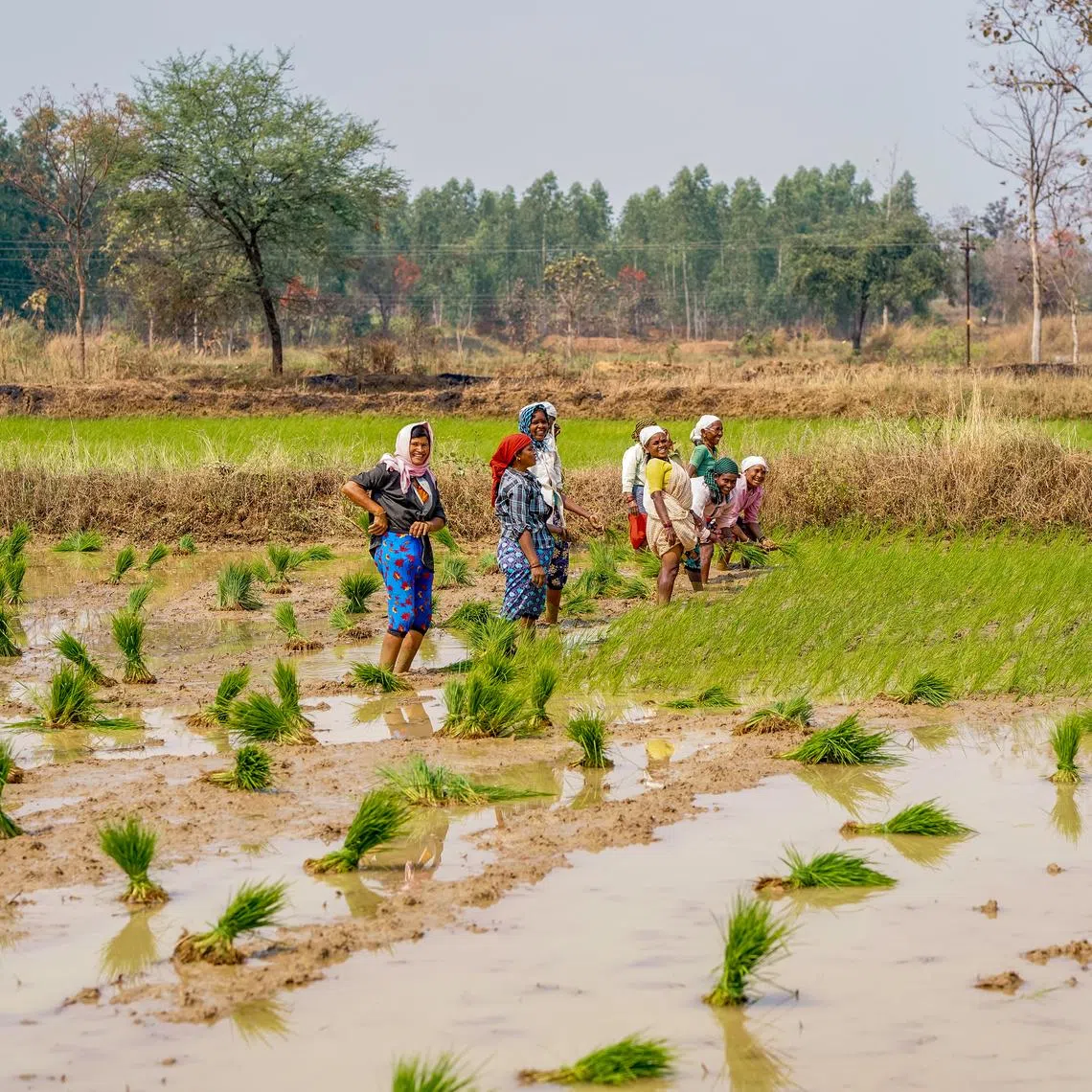 Value Network Ventures has an eco-friendly rice farming project in Maharashtra, India, covering over 35,000 hectares and more than 11,000 farmers.