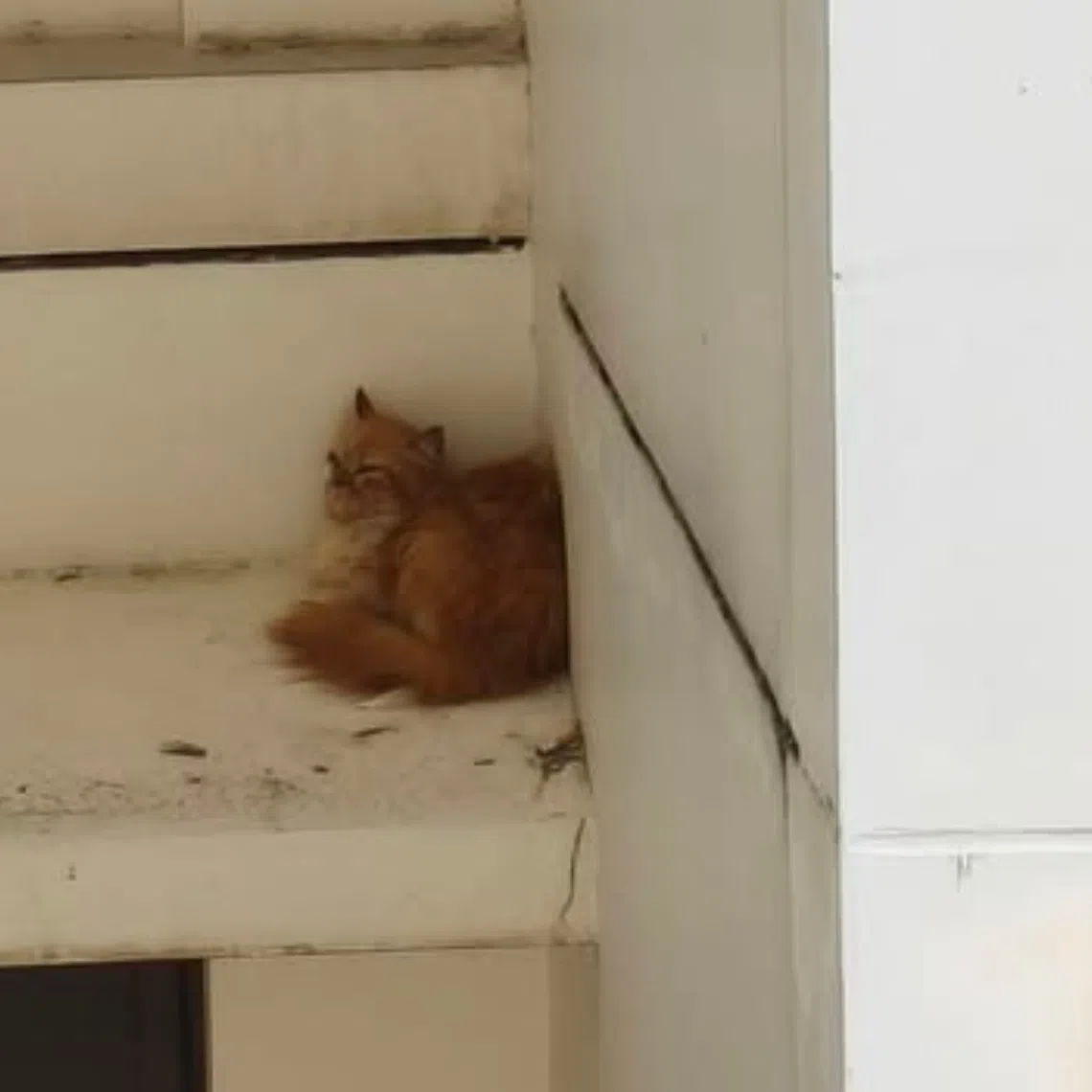 The cat was reportedly stuck on the 10th floor ledge at Block 465A Bukit Batok West Avenue 8 since 1am on Nov 18, 2025.