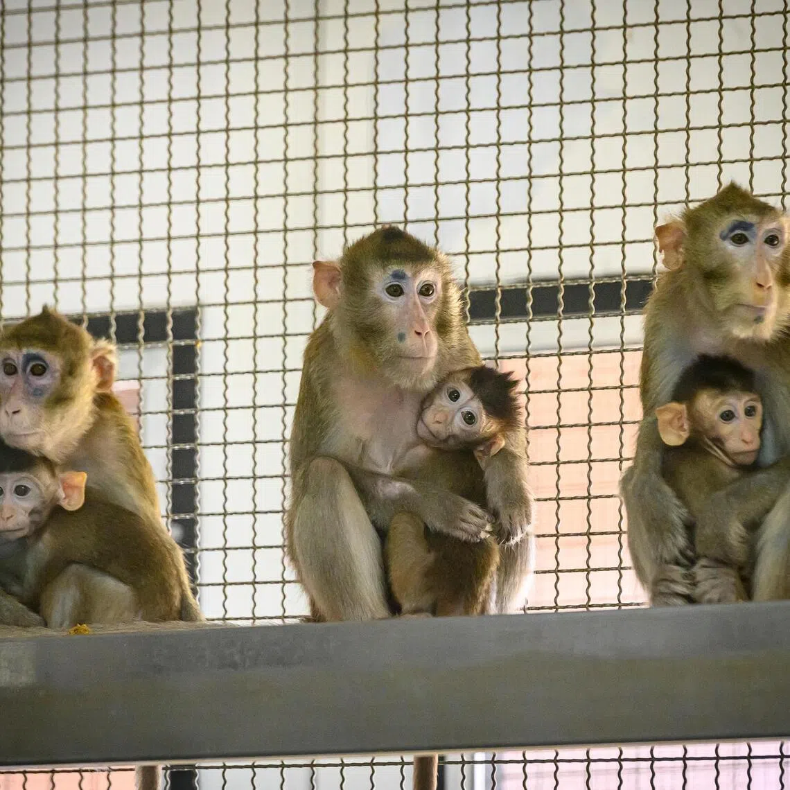 To get regulatory clearance for biologics trials, companies often must provide monkey data to demonstrate likely human safety.
