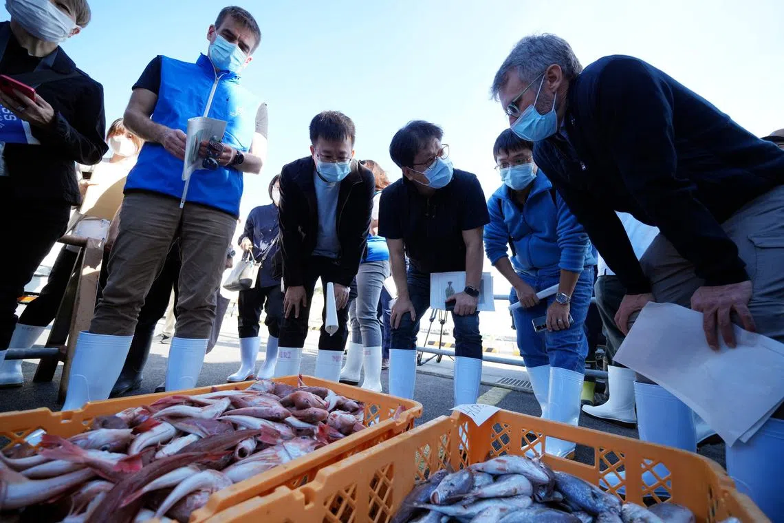 IAEA inspectors with scientists from China, South Korea and Canada observe baskets of fish to be taken as samples at Hisanohama Port in Iwaki, on Oct 19, 2023.