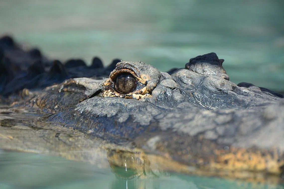 The crocodiles escaped on Jan 13 after days of torrential downpour caused parts of the fence around a breeding pond to collapse.