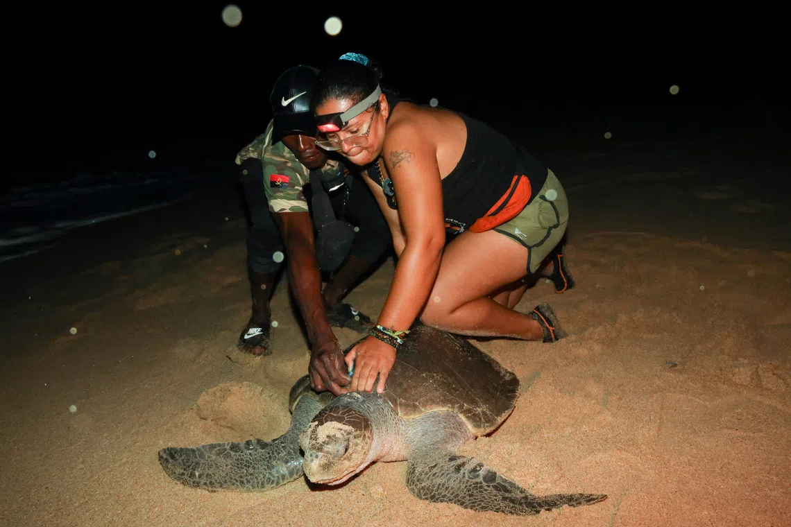 Joaquim Avelino Fragoso, who once killed sea turtles for food or money, assists Debora Carvalho to inspect a turtle in Hojiua, at the Longa base in Cuanza Sul province, Angola, November 7, 2025. REUTERS/Cesar Muginga