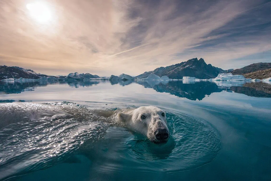 While on a remote climbing expedition in Greenland, I was approached by a curious polar bear while scouting fjords in a small zodiac boat. I hope this image transports people to wild arctic regions and creates an emotional connection with this fragile ecosystem. 

Andy Mann is cofounder of SeaLegacy, an Emmy-nominated Director, 12 time Telly-Award Winner, National Geographic Photographer & marine conservationist whose imagery is helping tell the story of our rapidly changing planet. Having worked on all 7 continents, Andy’s imagery is remarkably memorable, reminding us how the emotion of an image can touch our spirit.

Follow Andy Mann on Instagram @andy_mann.