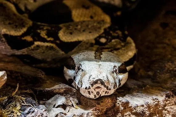 Among the animals seized were a yellow anaconda, a Bolivian anaconda, four Burmese pythons and four boa constrictors.