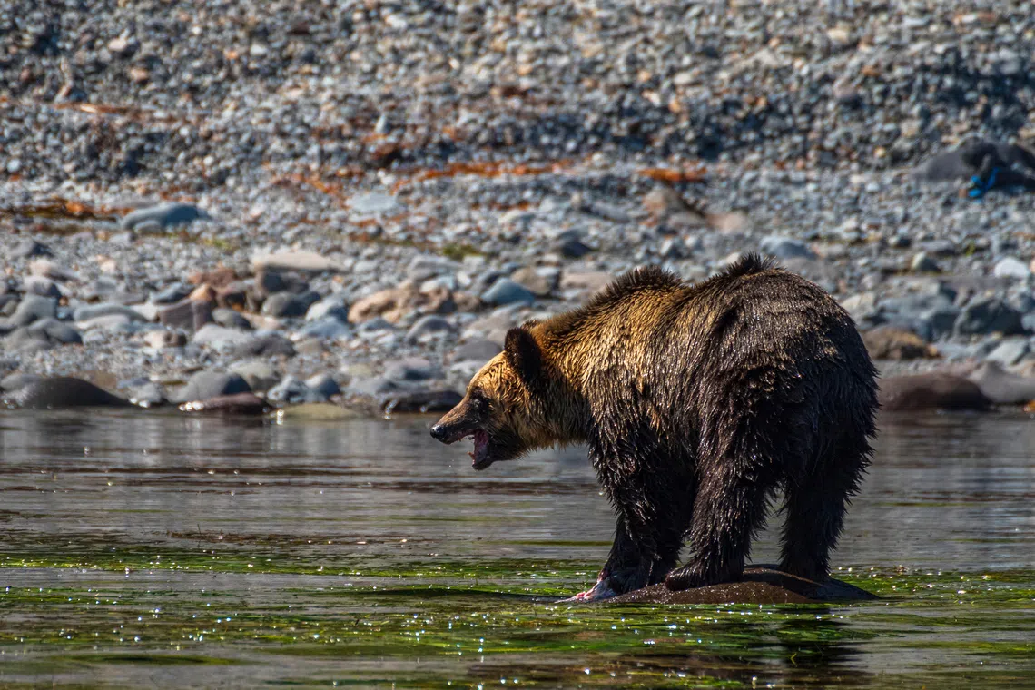 Bear gets on fishing boat, dozes off before falling into sea in Japan’s Miyagi Prefecture