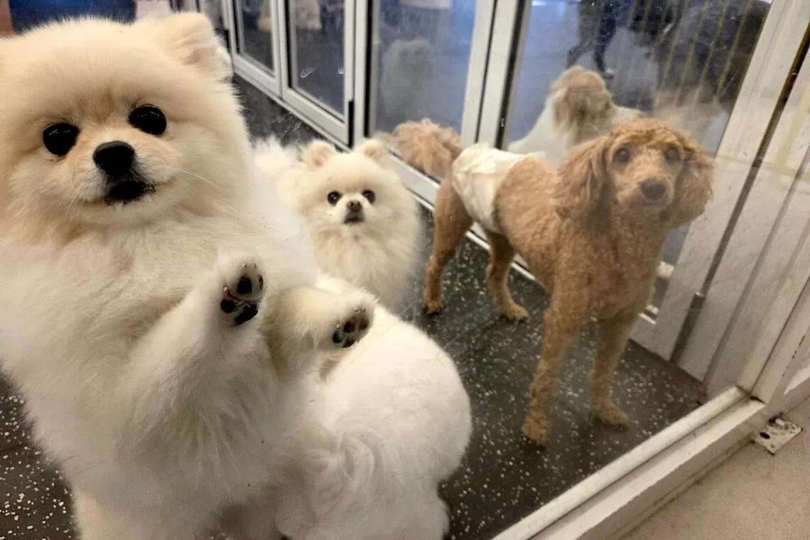 Dogs are being taken care of at Mungpa, a pet boarding center in Gangnam-gu.