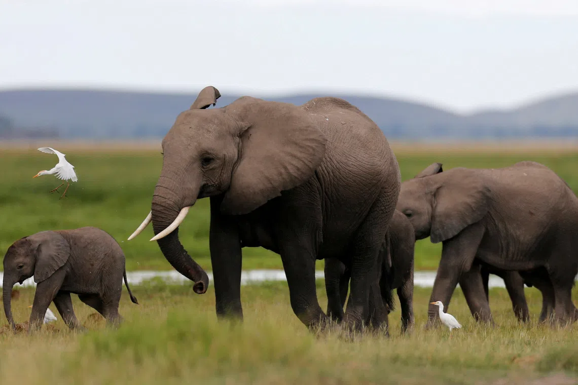 The deaths occurred in Amboseli National Park near the Tanzanian border, home to some of Africa’s most famous elephant herds.