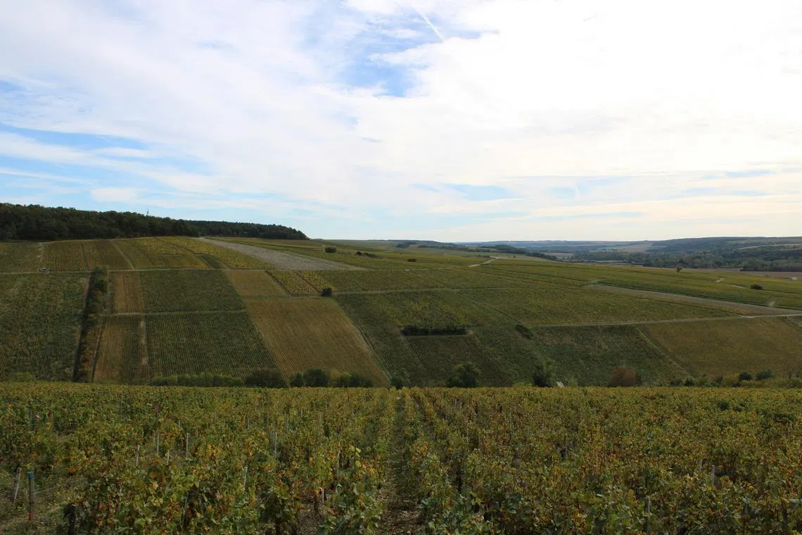 The full extent of the damage caused to the Chablis vineyards remains unclear.