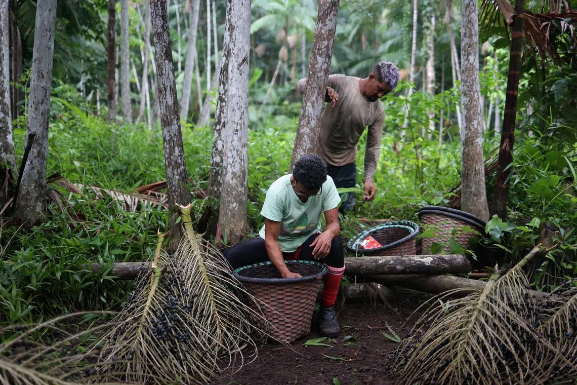 In the Amazon, women lead efforts to grow acai berry production | The ...
