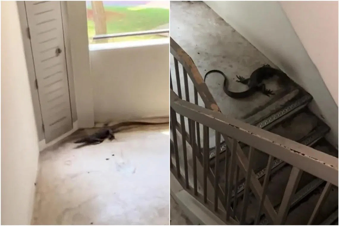The monitor lizard ran down a flight of stairs, and looked to be cornered on the staircase landing by the person filming.