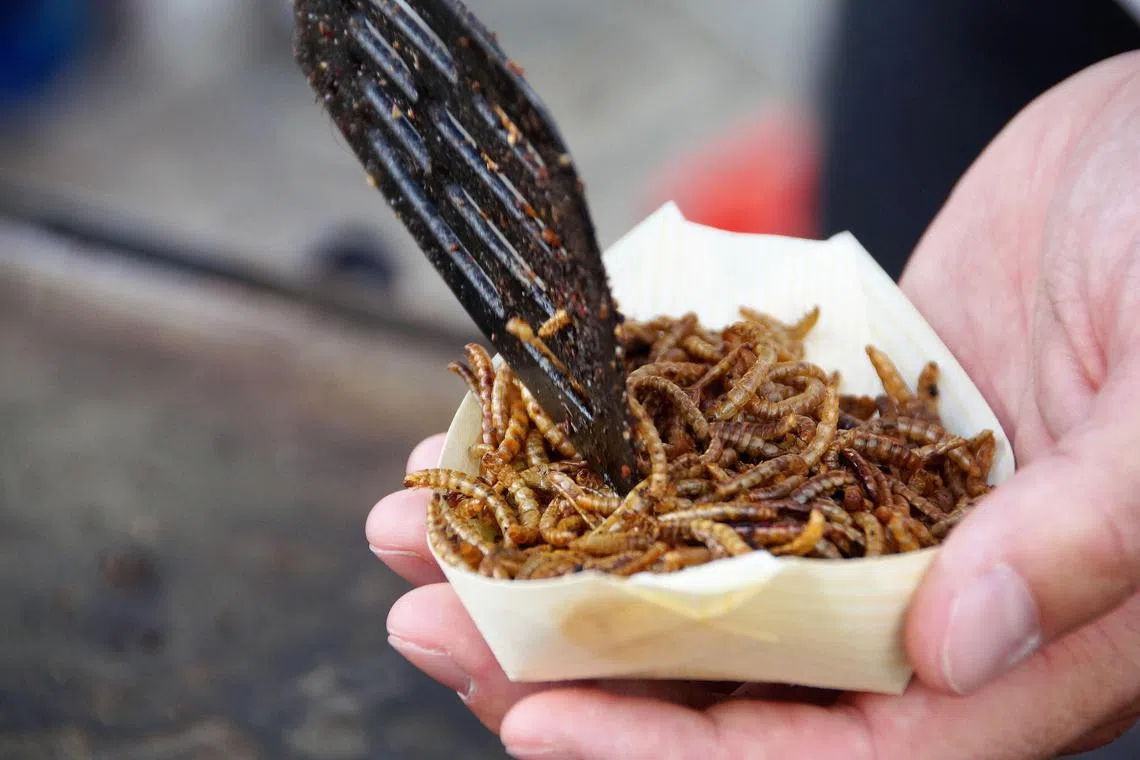 The FAO has been promoting insects for human consumption, in a bid to feed the world’s growing population in a more affordable way. 
