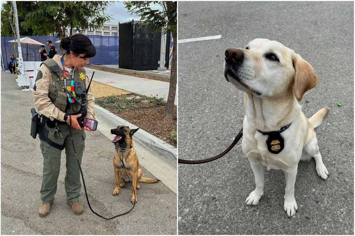 A Los Angeles County Sheriff’s Department K-9 team (left) works security at the SoFi Stadium. Kali (right), a five-year-old Labrador Retriever, works as an Alcohol, Tobacco, Firearms and Explosives agent.