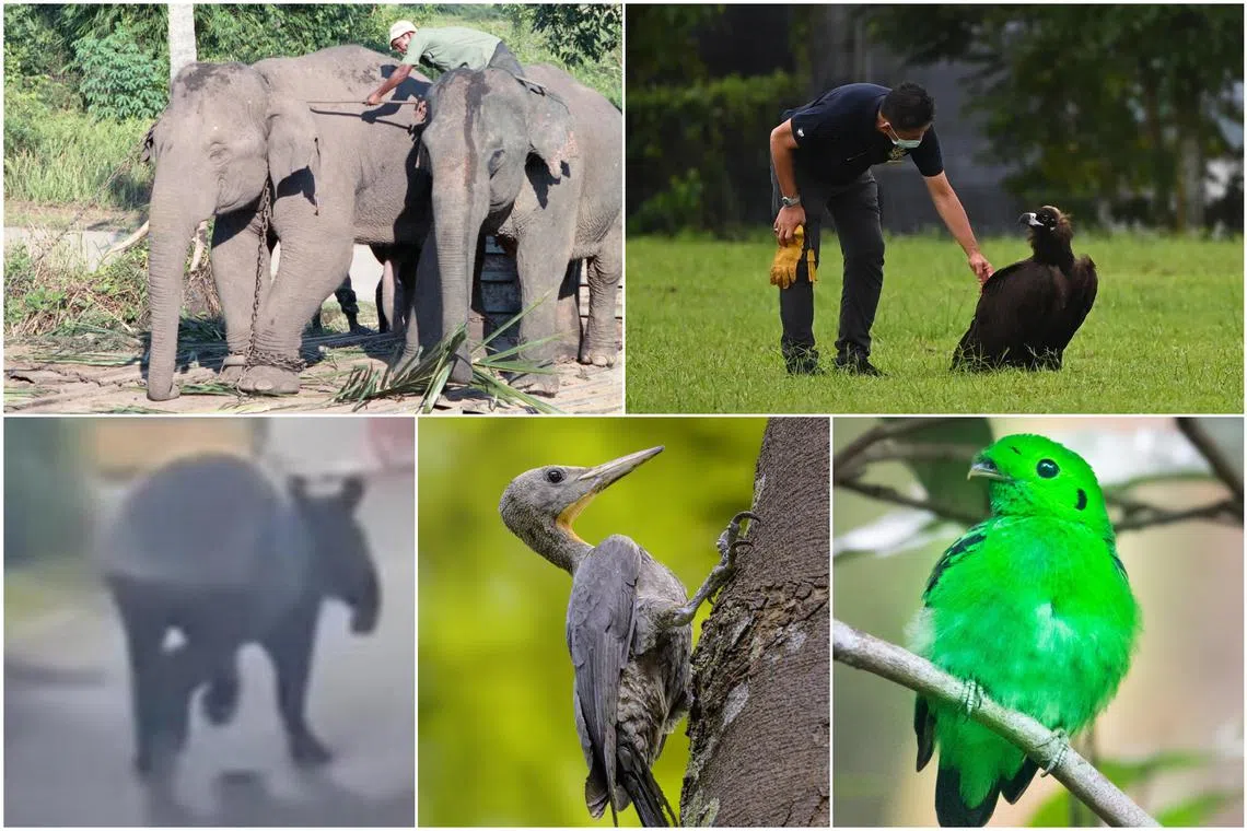 From the world’s largest woodpecker to errant elephants, ST looks back at other animals in recent memory that have popped up on the island.