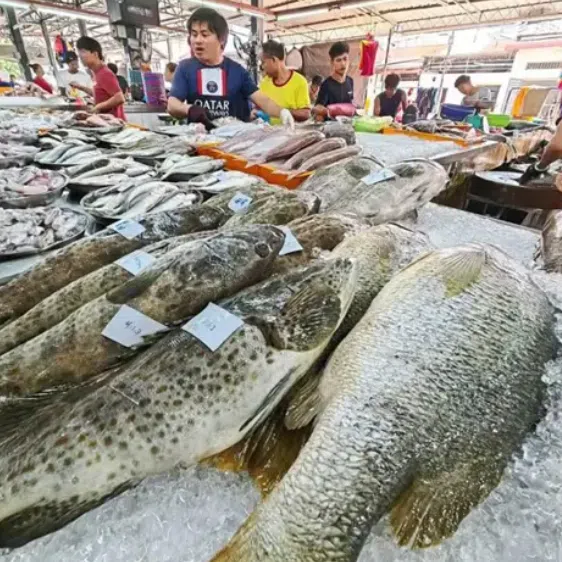 Fish species such as the humphead wrasse, the giant guitarfish and bottlenose wedgefish are increasingly scarce, and in some cases, nearing extinction.