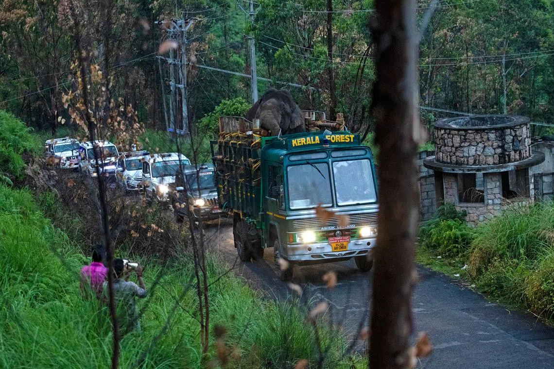 The tranquillised elephant being transported on April 29 in Idukki district in India’s Kerala state to the Periyar Tiger Reserve.