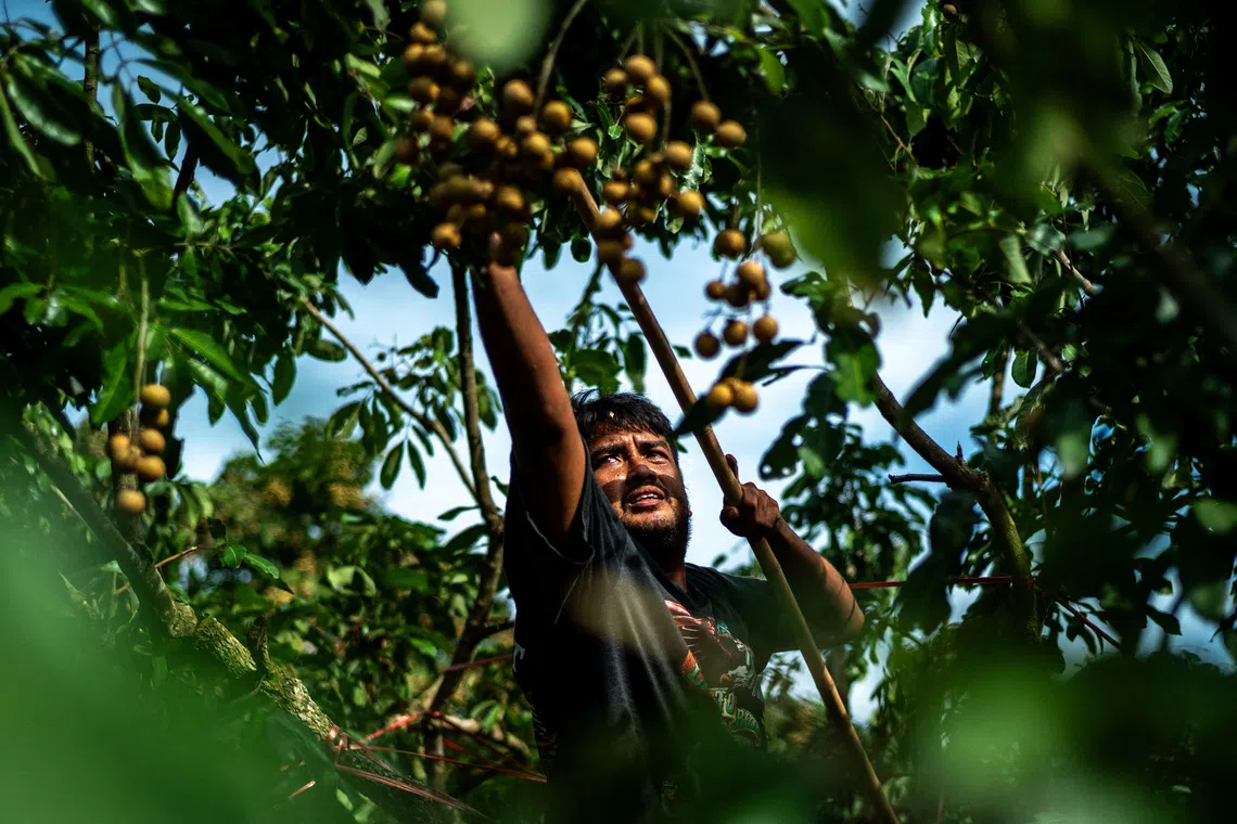 A refugee from Myanmar, who was granted a work permit by the Thai government, works at a longan farm in Chanthaburi province, Thailand, on Nov 6.