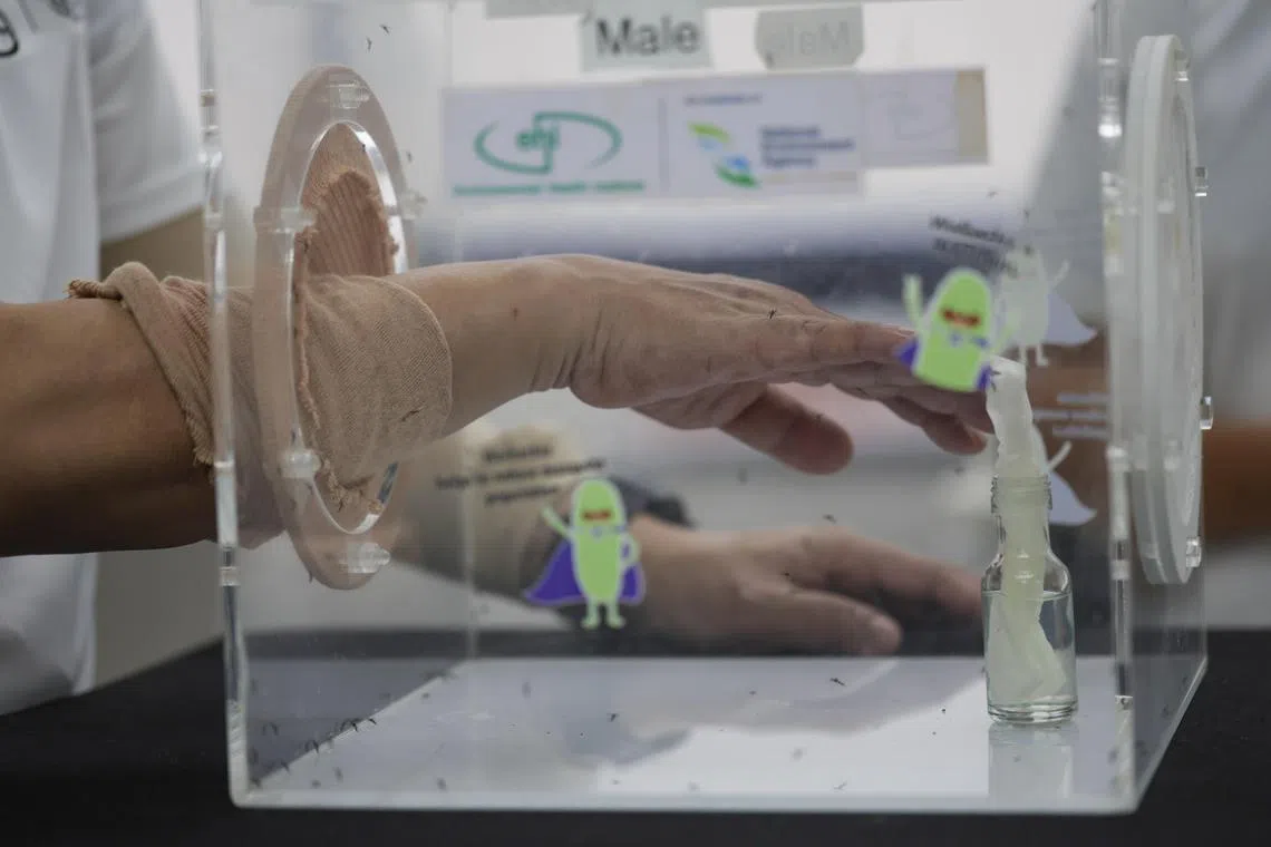John Lui putting his arm into a box fill with male Wolbachia-carrying Aedes aegypti to demonstrate that males do not bite