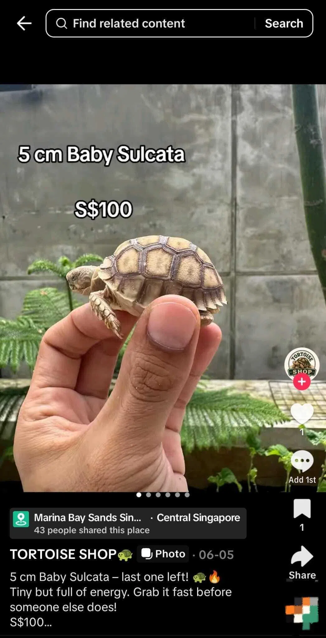 A sulcata tortoise advertised on June 5 for sale to residents in Singapore.