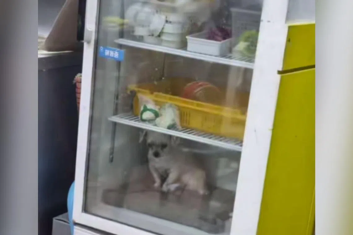 South Korean animal rights groups are taking a more reserved approach towards the case after the dog's health conditions were revealed.
