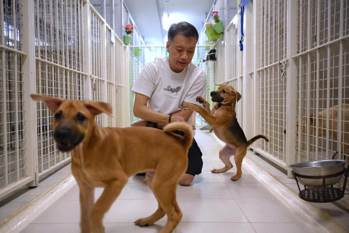 Ricky Yeo, the founder of Action for Singapore Dogs (ASD), with puppies at the shelter. The cages at ASD can be easily modified to ensure a larger space for mother od puppies to live comfortably. 