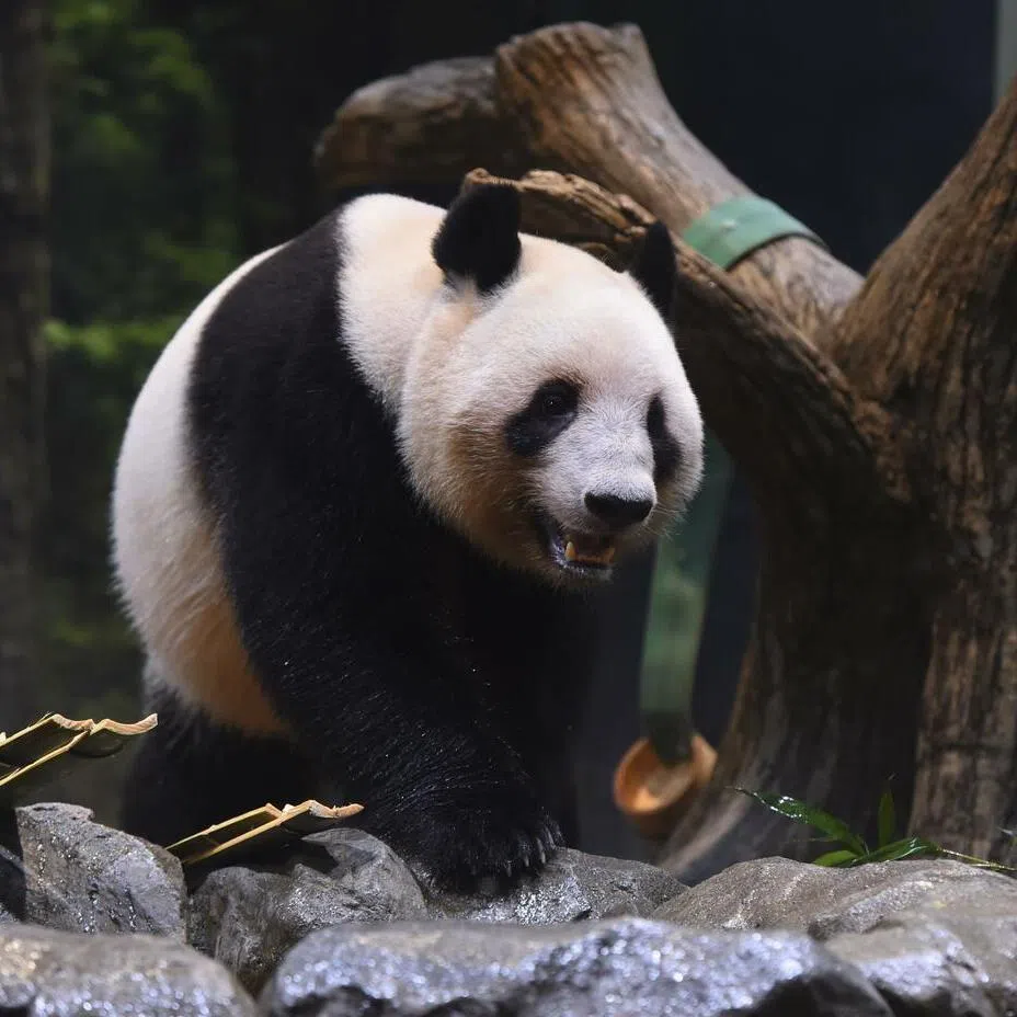 A photo of Lei Lei taken on Oct 27. The panda is one of two left in Japan, and both are due to return to China in February.