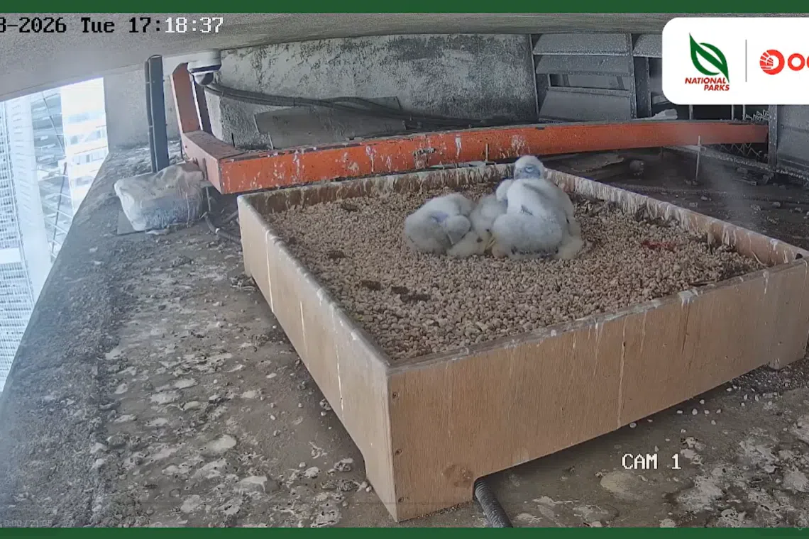 The four peregrine falcon chicks resting as they wait for their parents to return on March 10.