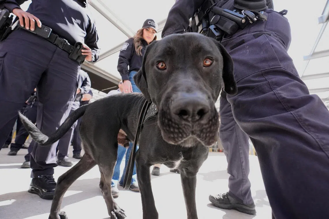 U.S. Homeland Security Secretary Kristi Noem looking at Dublin, a Customs and Border Patrol detector dog, during a tour of the San Ysidro Port of Entry, in San Diego, U.S., Mar 16, 2025. 