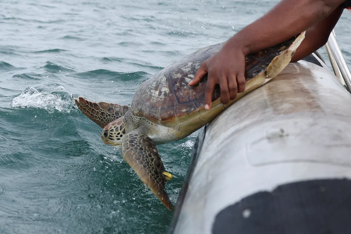 Luna, a rehabilitated sea turtle, is released into the Atlantic Ocean more than 10 nautical miles off the Lagos shoreline, after being captured twice by poachers in Lagos Nigeria, June 13, 2025. Conservationists warn that endangered species such as sea turtles are rapidly disappearing along Nigeria's southern coast due to poaching. REUTERS/Sodiq Adelakun