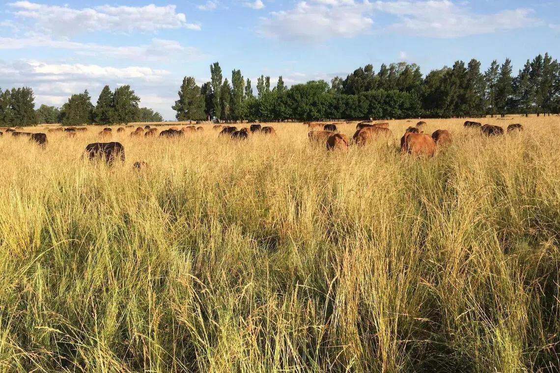 A grassland restoration project in South America overseen by carbon project developer Boomitra that will sell carbon credits to Singapore from Paraguay.