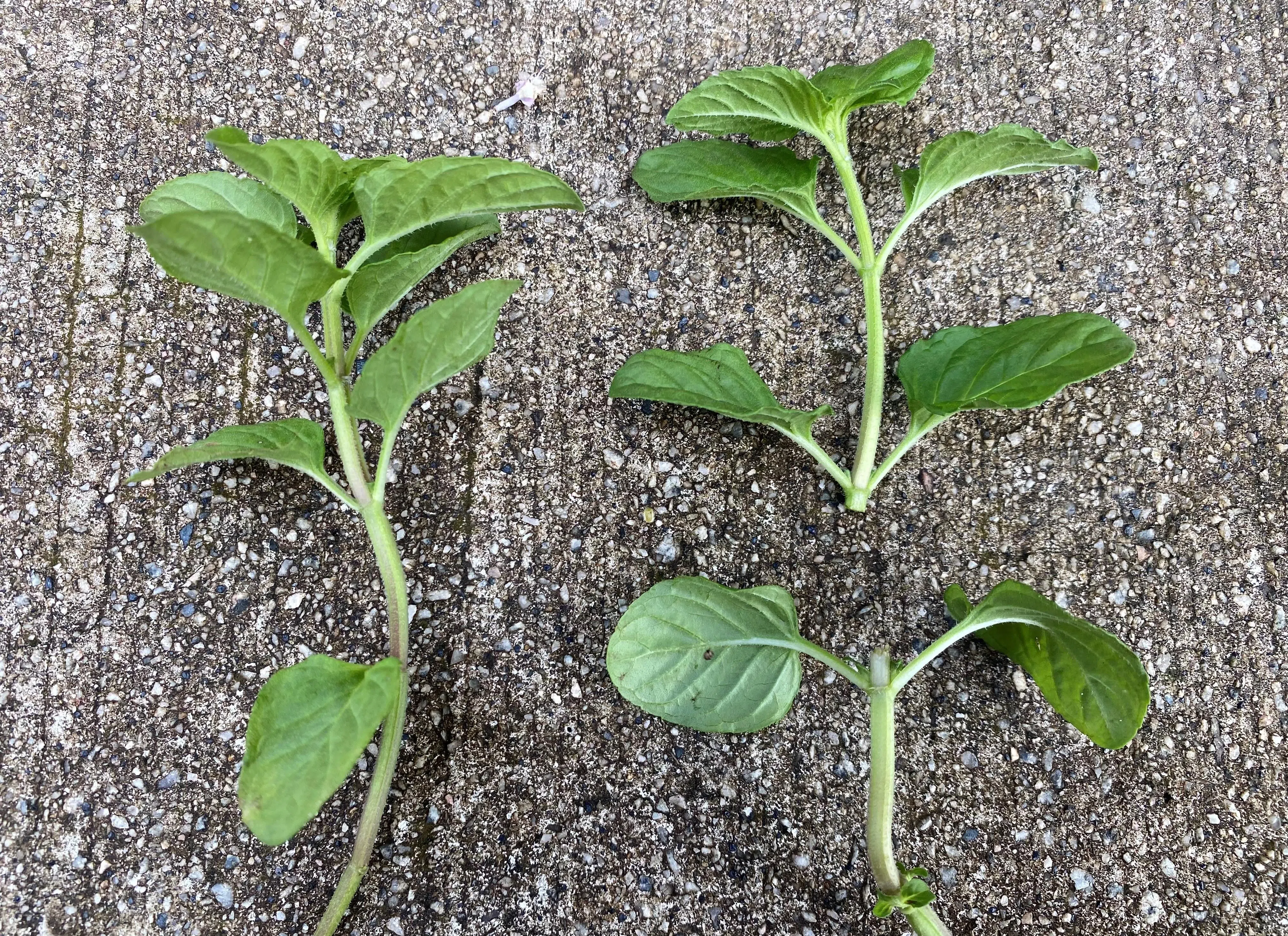 Убедитесь, что стебли материнского растения обрезаны на обоих концах с узлом в месте соприкосновения листа со стеблем. Заживление ран у многих растений происходит в узле.