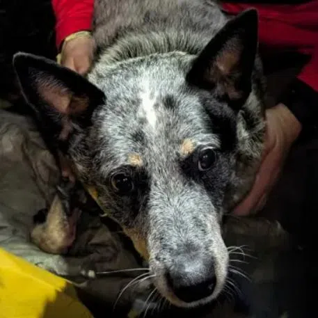 Photographs released by the Sheriff’s Office show Cami, a blue heeler, curled close to Ms Karen Joyce Davis.