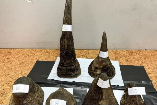 Airport authorities and police seized six pieces of rhinoceros horn and around 12kg of unidentified meat.