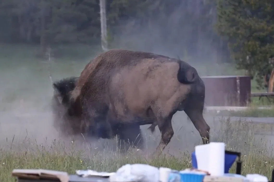 A bison was spotted on July 10 at Bridge Bay Campground near Yellowstone Lake, in the south-eastern quadrant of the park in Wyoming.
