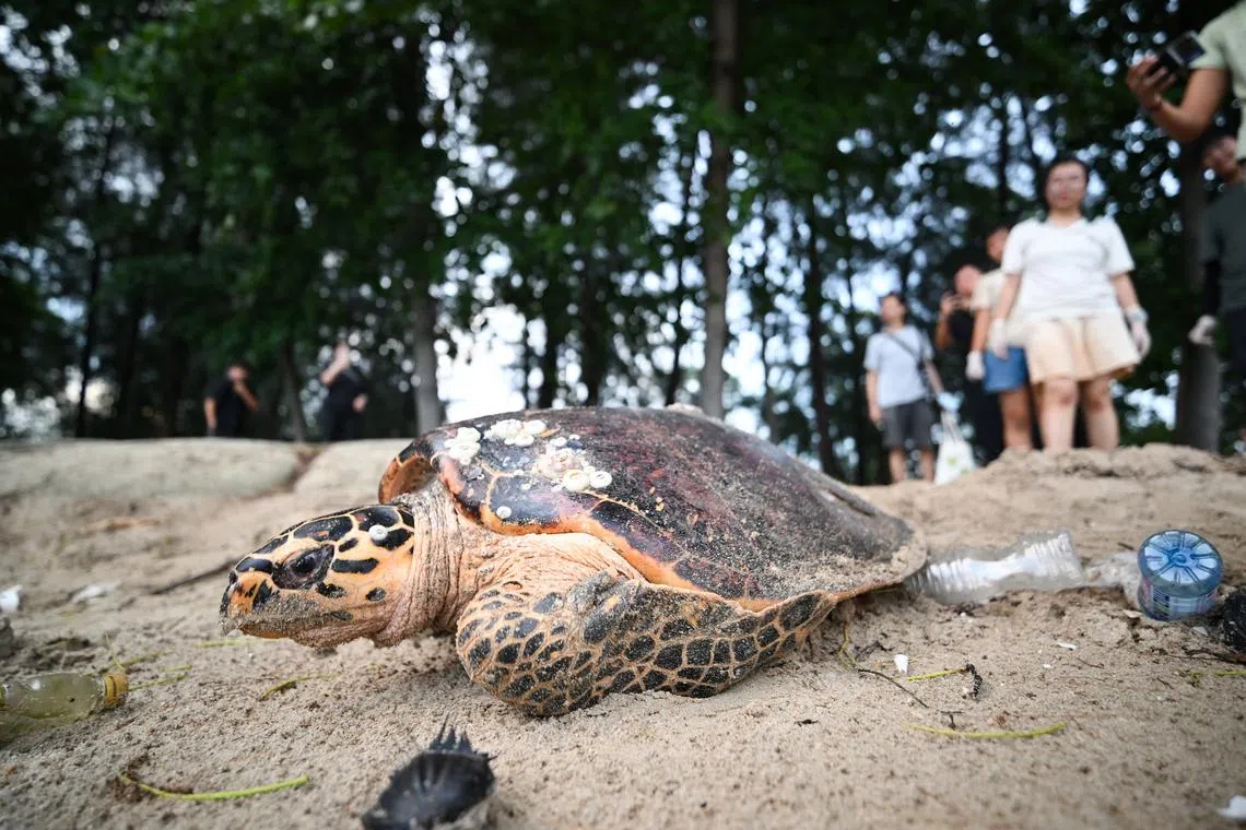 One of the first sea turtles of Singapore’s 2026 nesting season lumbered ashore at East Coast Park on June 22.