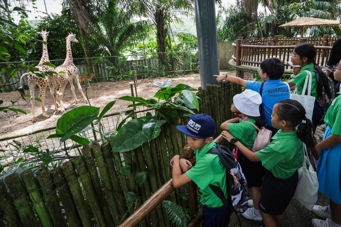31 students from Riverside Primary School who are beneficiaries of The Straits Times School Pocket Money Fund (STSPMF) went on a zoo trip on Sept 6, organised by elevator company Kone.