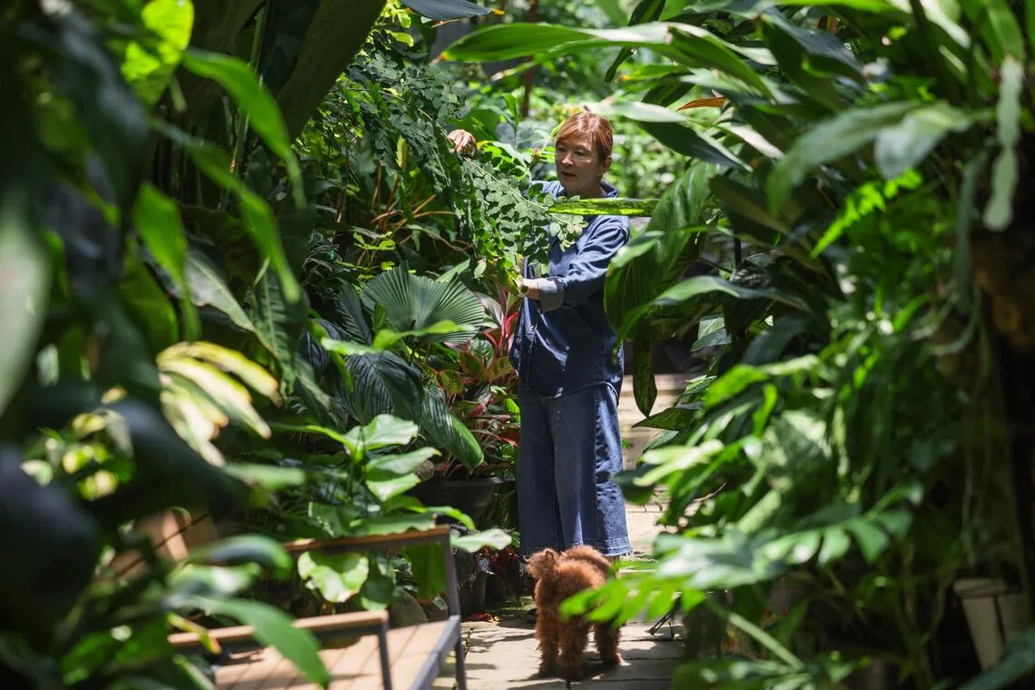Former The Straits Times journalist Irene Ngoo’s new condo garden and her new season in life.