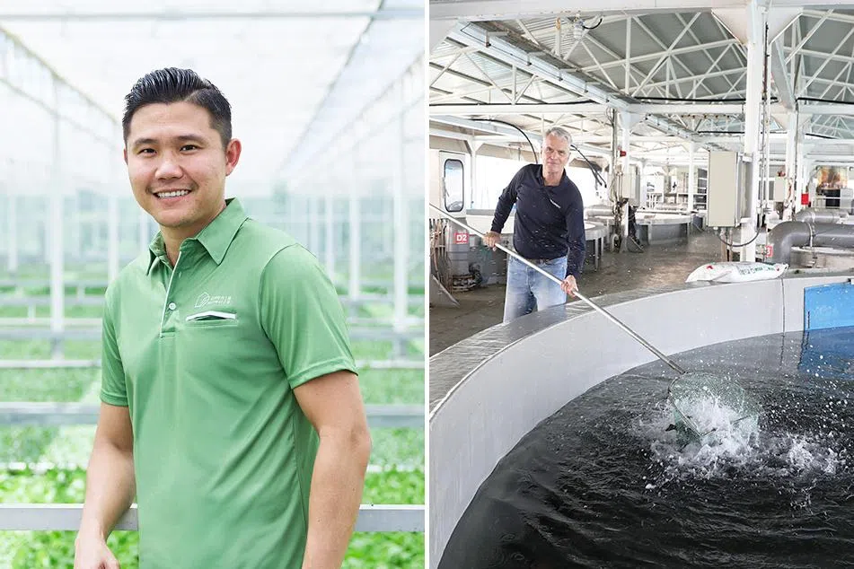 Fresher fish, crunchier greens: The S’pore smart farms improving what’s on your plate