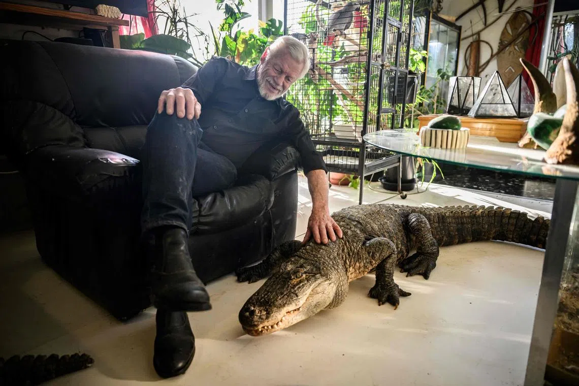 His bungalow in western France is also home to a venomous Gabonese viper, a spitting cobra, a python, alligator turtles that can bite off a finger, tarantulas and scorpions.